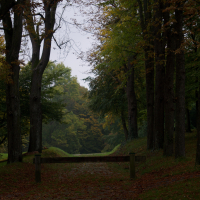 Forêt en automne
