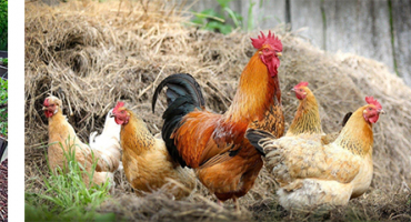Ferme peda